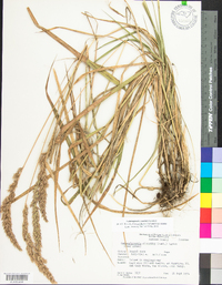 Calamagrostis coarctata image