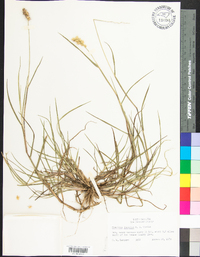 Cenchrus spinifex image