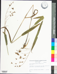 Chasmanthium latifolium image