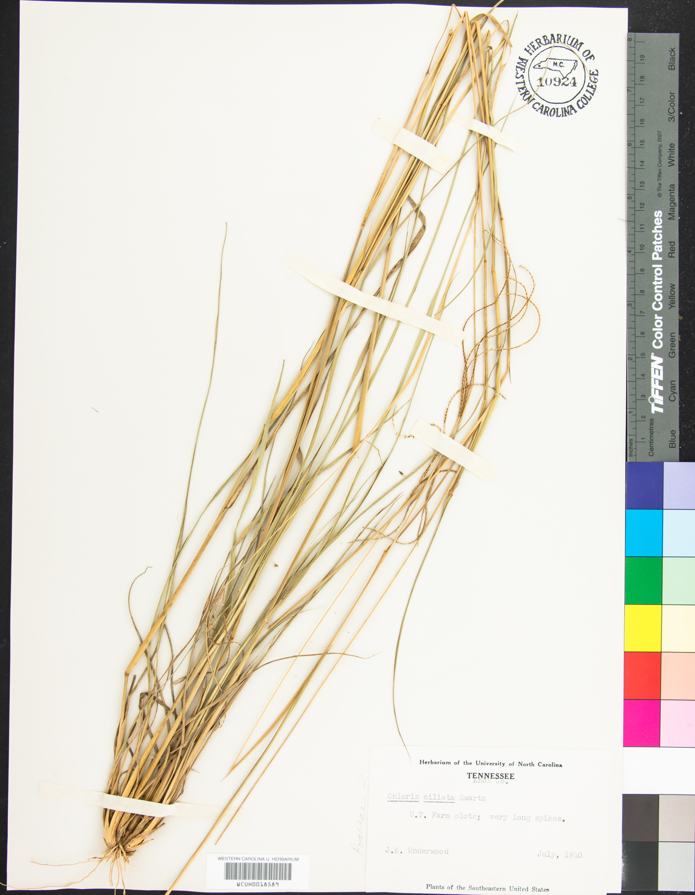 Chloris ciliata image