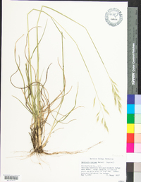 Danthonia sericea image