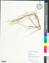 Danthonia epilis image