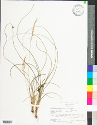 Danthonia sericea image