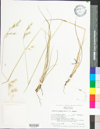 Danthonia sericea image