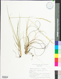 Danthonia sericea image