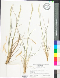 Danthonia sericea image