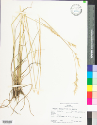 Danthonia sericea image