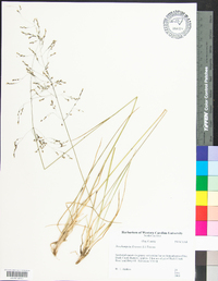 Deschampsia flexuosa image