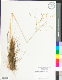 Deschampsia flexuosa image