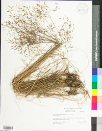 Deschampsia flexuosa image