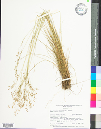 Deschampsia flexuosa image