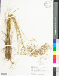 Deschampsia flexuosa image