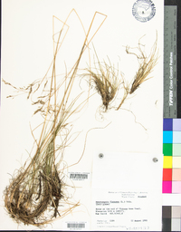 Deschampsia flexuosa image