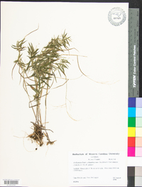 Dichanthelium acuminatum subsp. columbianum image