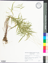 Dichanthelium dichotomum var. dichotomum image