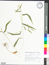 Dichanthelium dichotomum var. ramulosum image