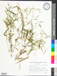 Dichanthelium ensifolium subsp. curtifolium image