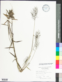 Dichanthelium acuminatum subsp. longiligulatum image