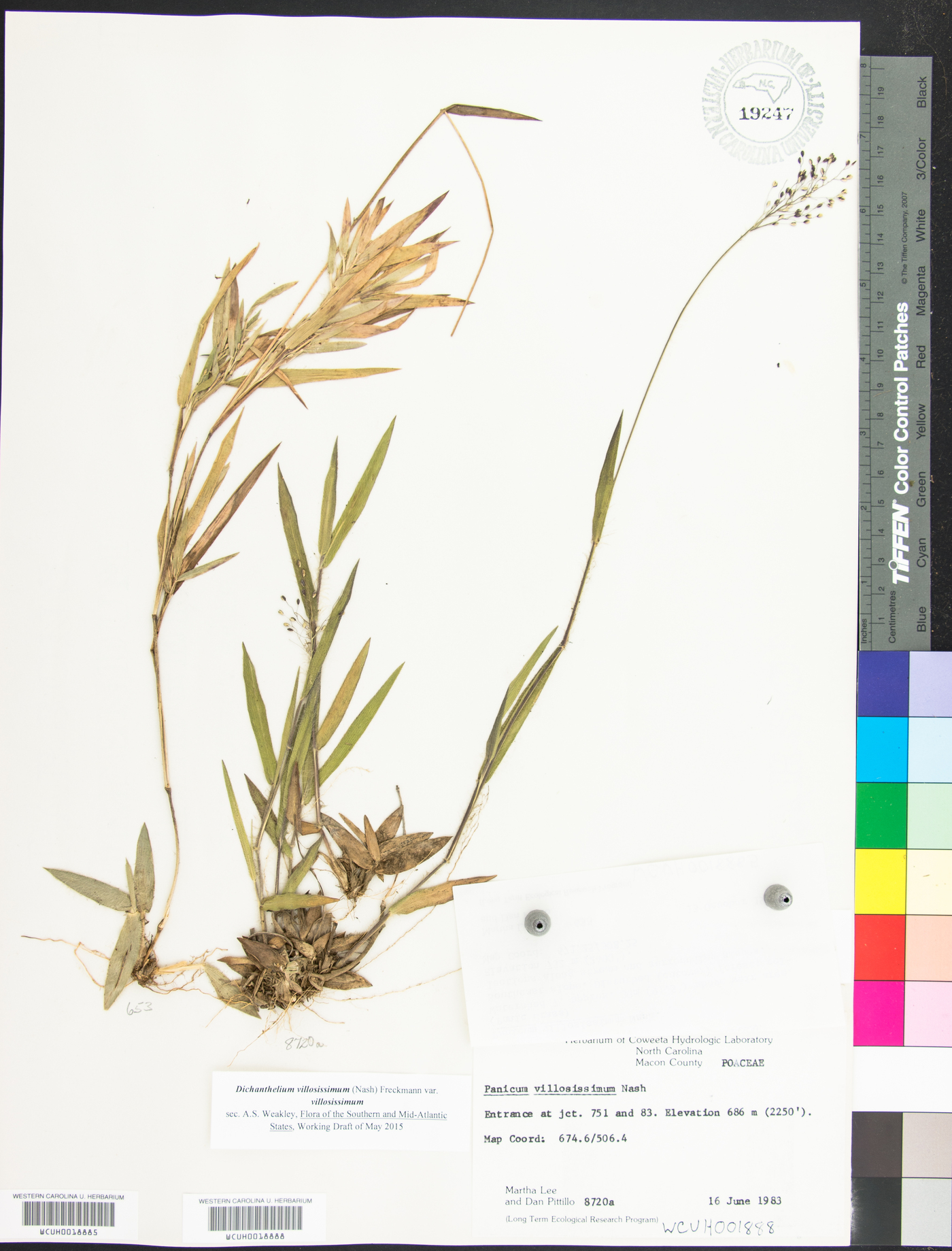 Dichanthelium villosissimum image