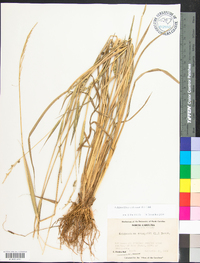 Echinochloa colona image