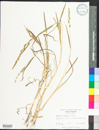 Echinochloa colona image