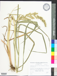 Echinochloa muricata var. muricata image