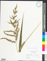 Echinochloa muricata var. microstachya image