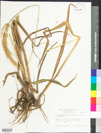 Echinochloa walteri image