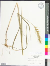 Elymus hystrix image