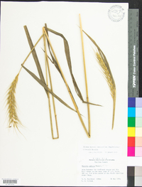 Elymus hystrix image