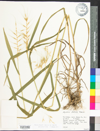 Elymus hystrix image