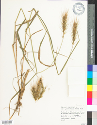 Elymus glabriflorus image