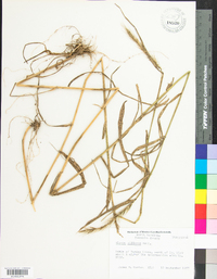 Elymus villosus image