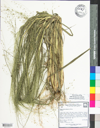 Eragrostis hirsuta image