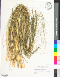 Eragrostis curvula image