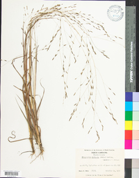 Eragrostis refracta image