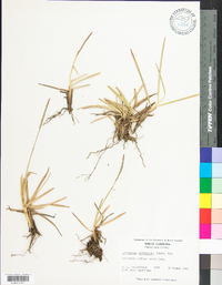 Eremochloa ophiuroides image