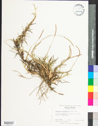 Eremochloa ophiuroides image