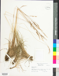 Festuca rubra image