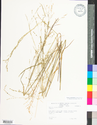 Festuca subverticillata image