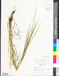 Festuca subverticillata image