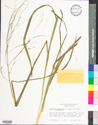 Glyceria canadensis var. laxa image