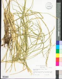 Glyceria melicaria image