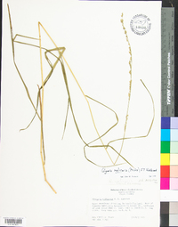 Glyceria melicaria image