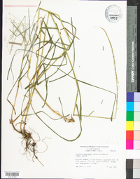 Glyceria melicaria image