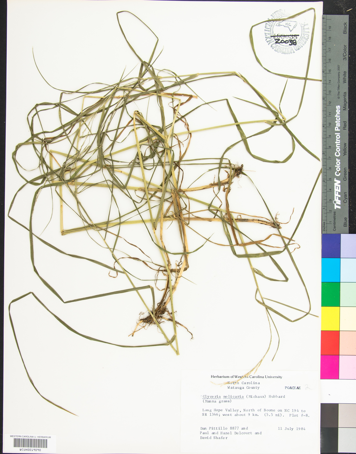 Glyceria melicaria image