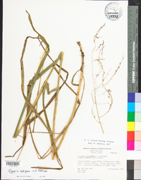 Glyceria nubigena image