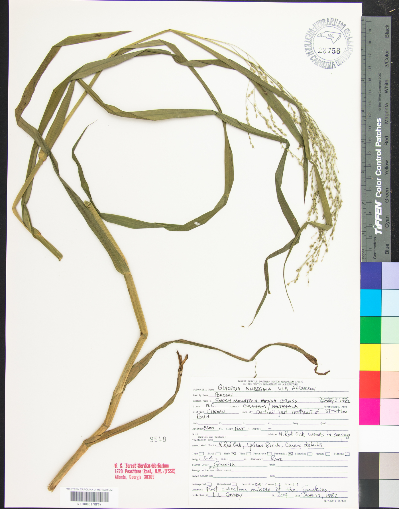 Glyceria nubigena image