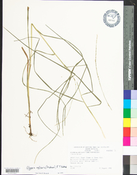 Glyceria melicaria image