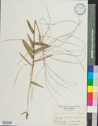 Gymnopogon ambiguus image